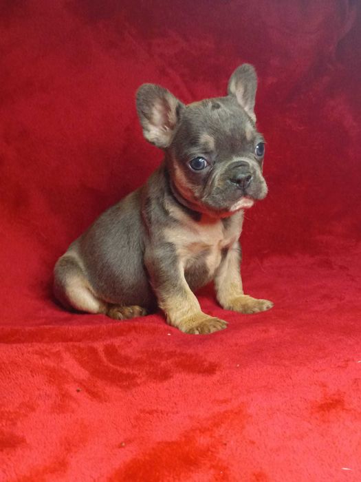 Bulldog francês macho cor Blue And Tan