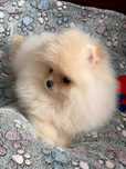 Maleńki przepuchaty miś
 pomeranian