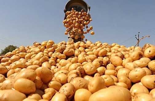 Картопля , бараболя , картошка ,високо ефективних сортів