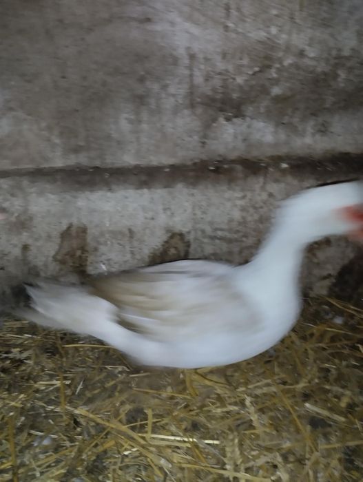 Sprzedam kaczuszki pekinki