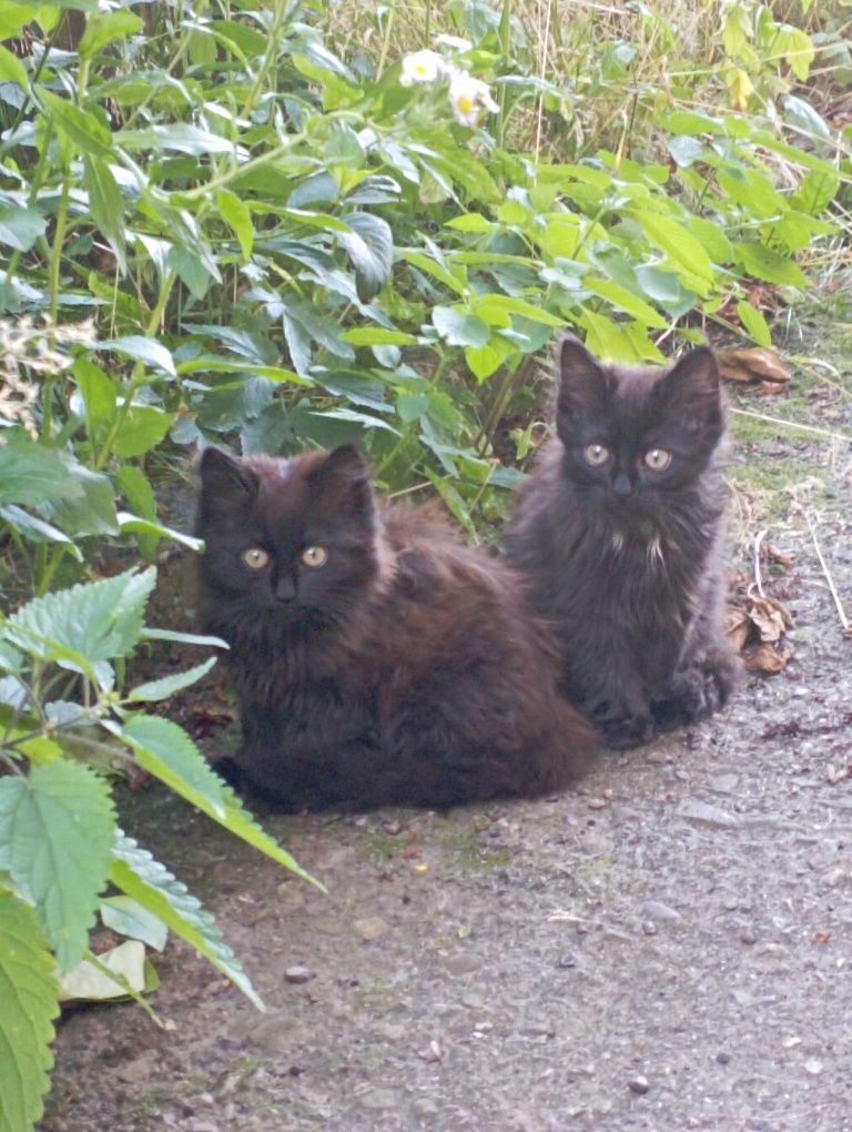 Котики безкоштовно