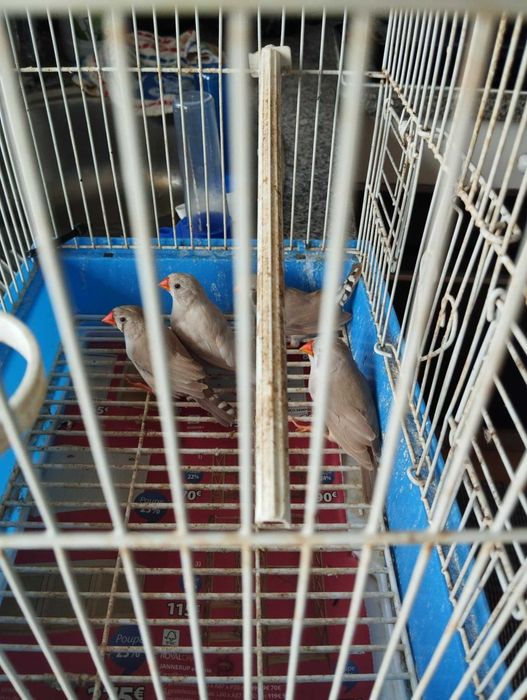 Pássaros, mandaris para venda