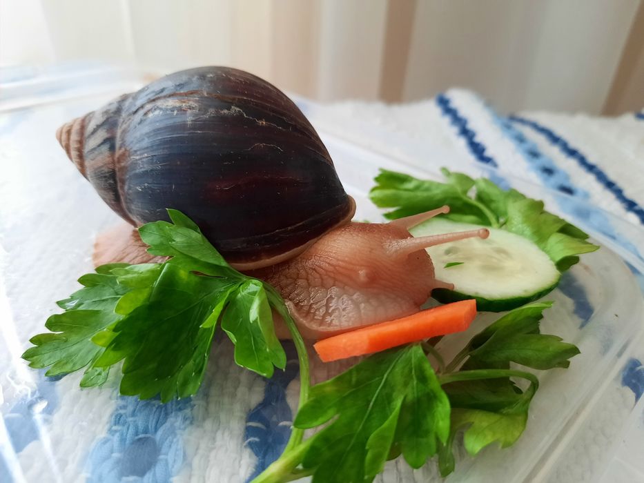 Взрослая пара улиток Ахатин