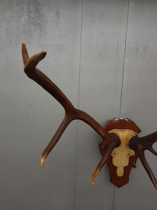 Рога роги оленя северного отличного состояния антикварные не дорого