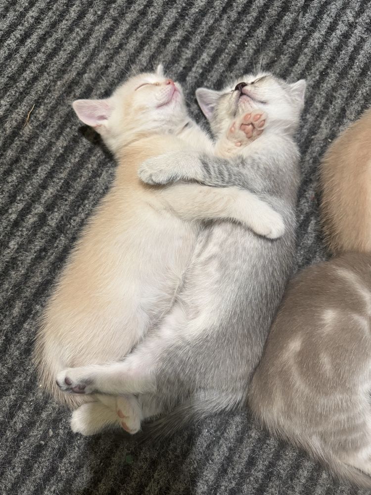 Котики британські короткошерстні