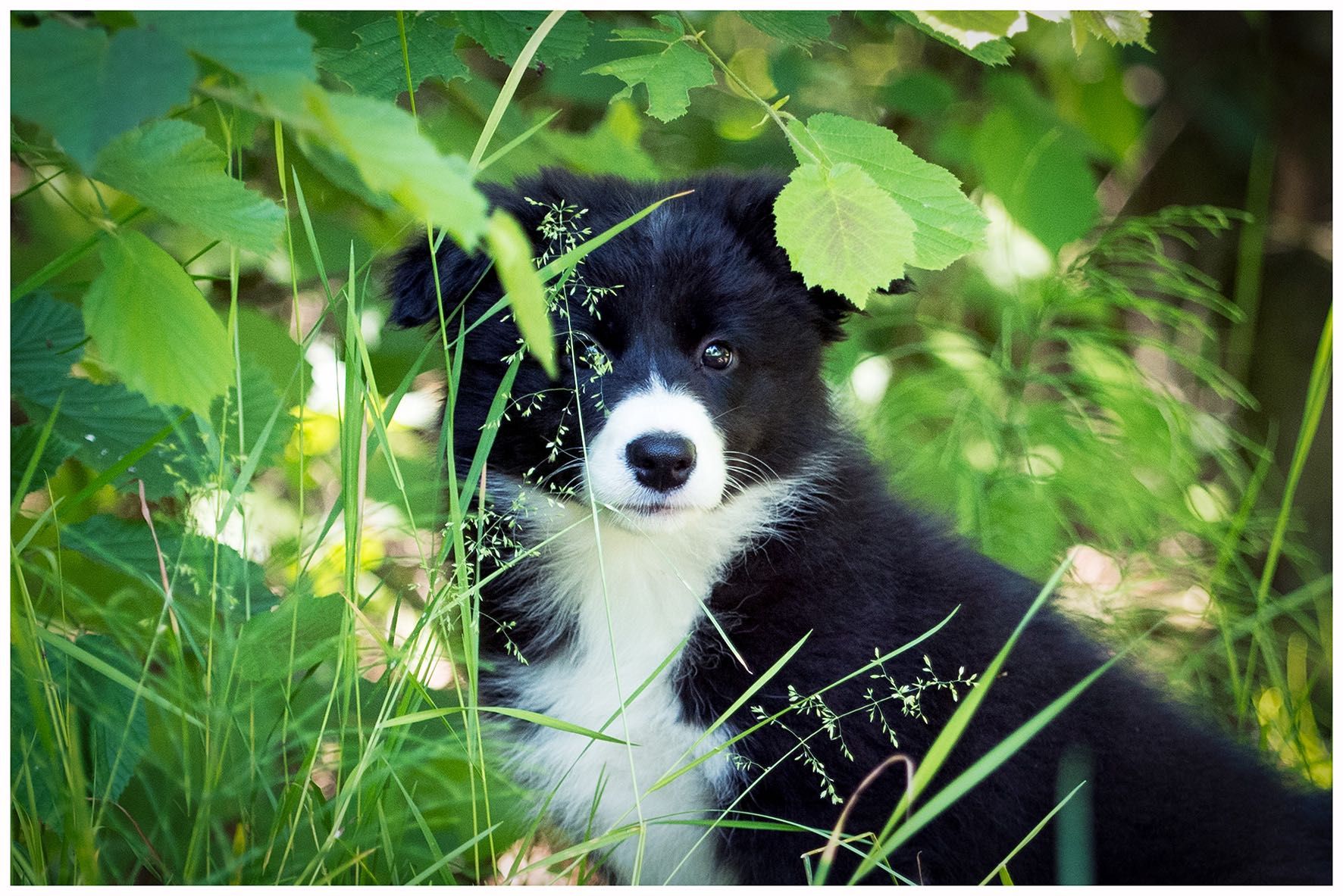 Border Collie FCI / ZKWP