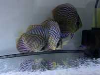 Vendo discus red turquesa piwowarosky