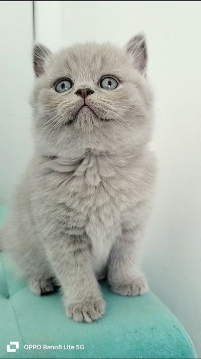 Macho British Shorthair lilac