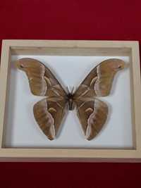 Motyl w ramce 16 x 14 cm . Samia cynthia - 125 mm . Wietnam .