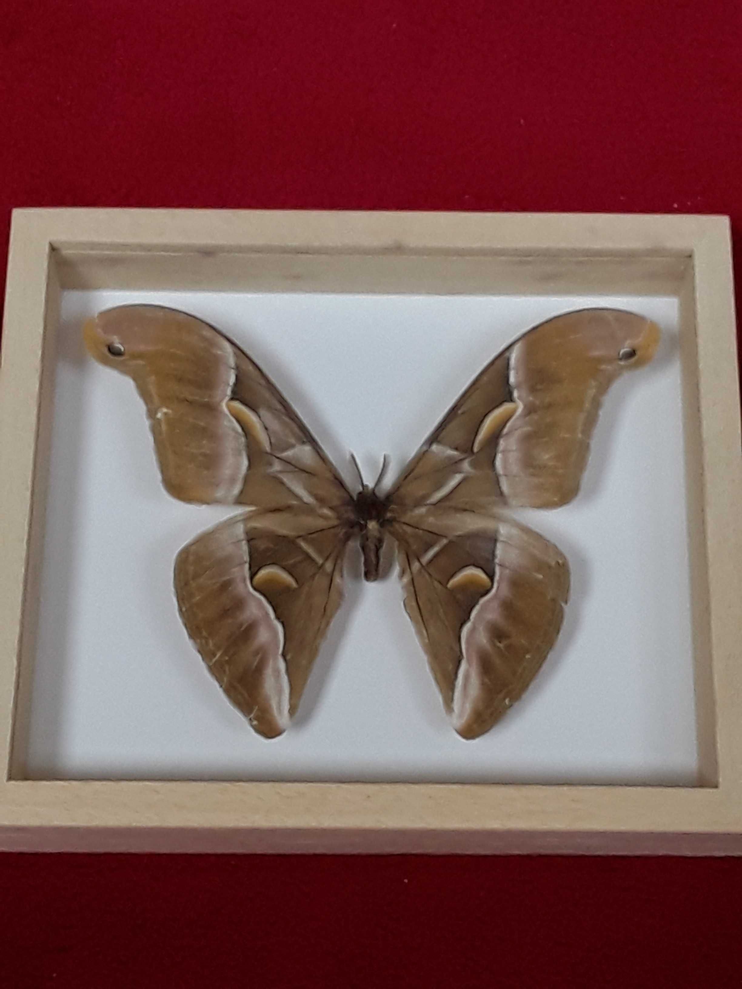 Motyl w ramce 16 x 14 cm . Samia cynthia - 125 mm . Wietnam .
