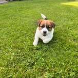 Jack Russell Terrier  -  Szczenię Fci