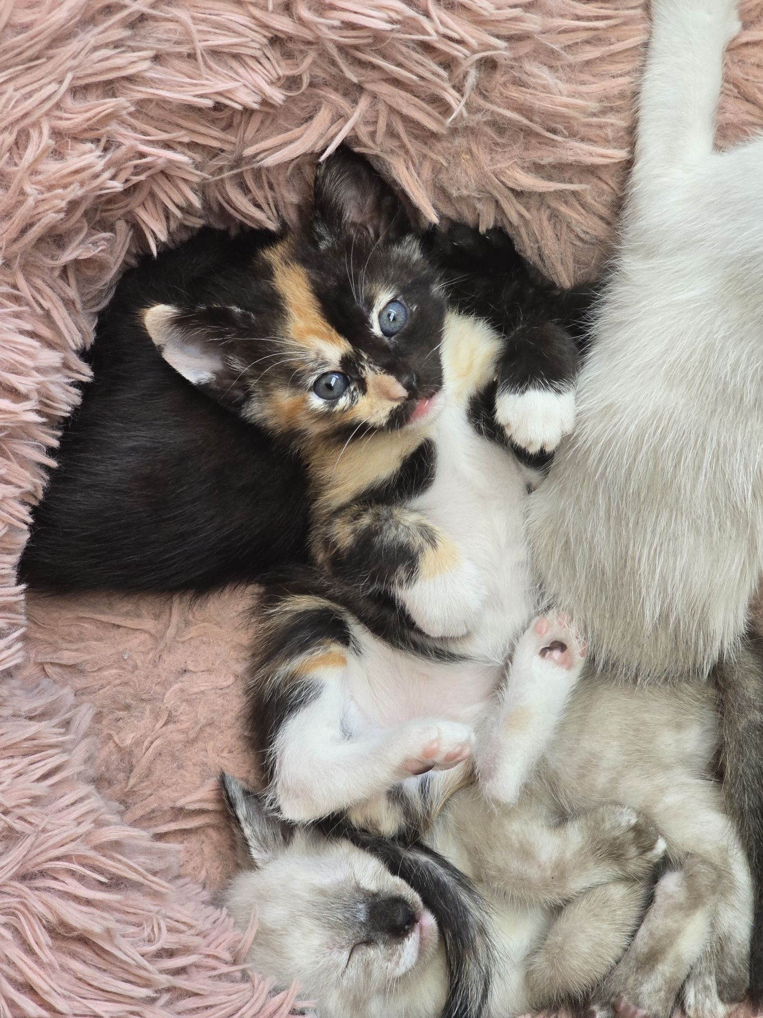 Gatos bebés para adoção responsável