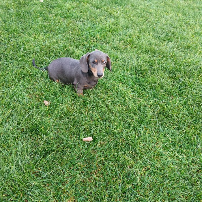 Jamnik krótkowłosy suczka