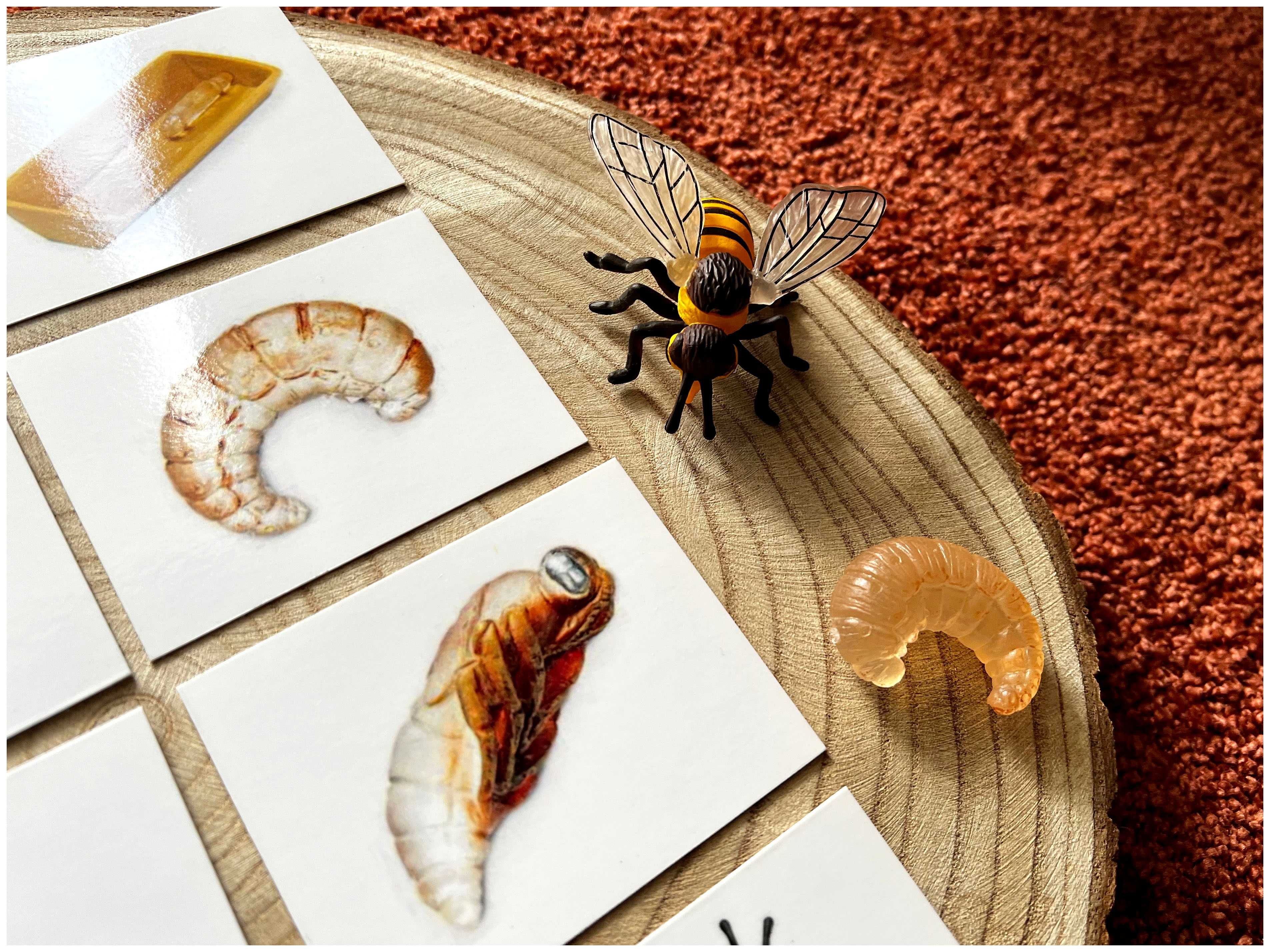 Ciclo de Vida - Abelha - Montessori