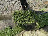 Grama brasileira, photinias