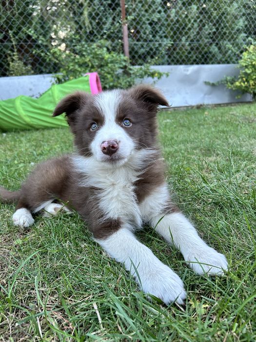 Czekoladowy Border Collie - Piesek - Domowa Hodowla