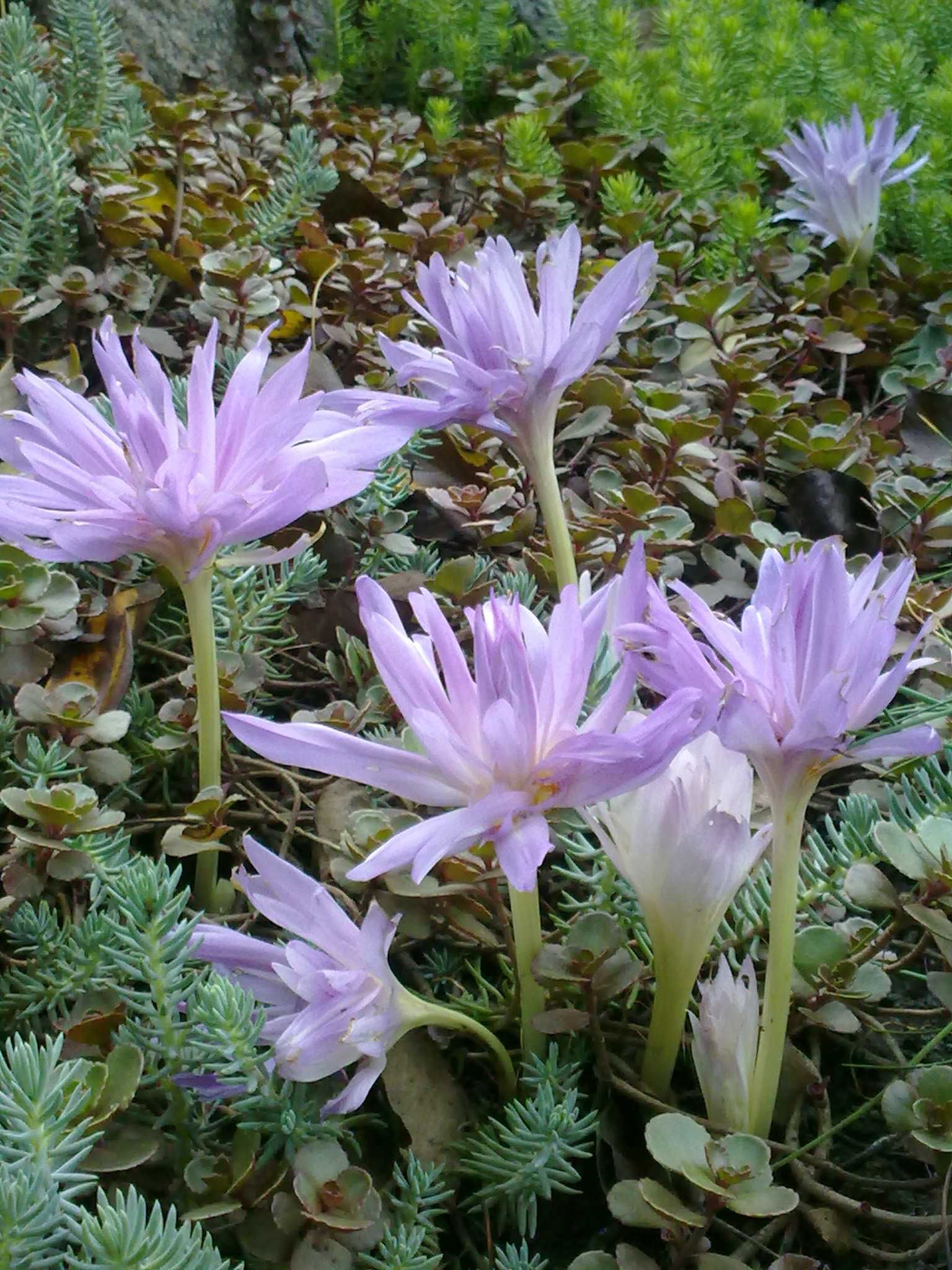 Безвременник осенний "Waterlily". Колхикум.