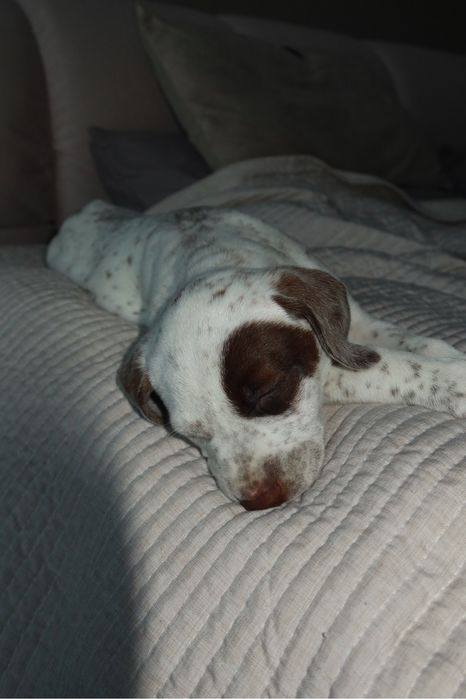 Далматинець хлопчик