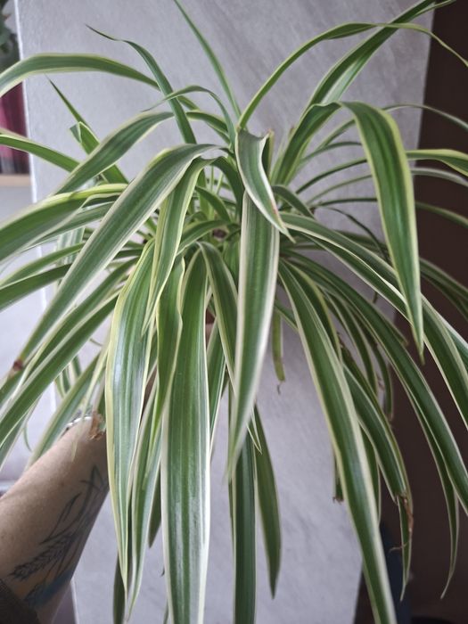 Хлорофітум хлорофітум