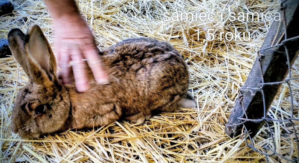 Królik belgijski olbrzym sprzedam samiec samica dorosłe