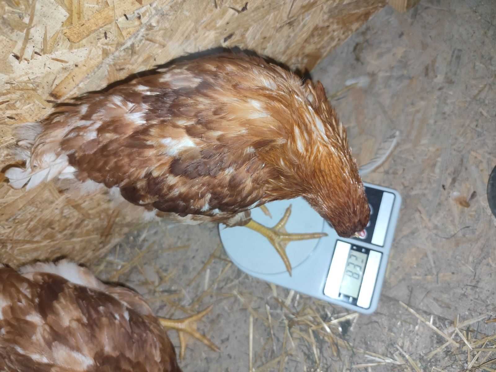 Кури курчата Ломан Браун,ДОМІНАНТ