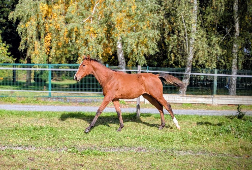 Klacz wielkopolska źrebak