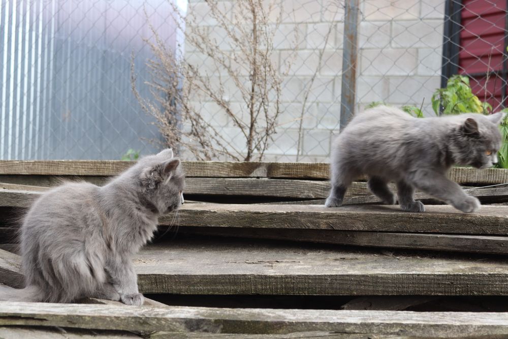 Котик і кішечка сіренькі