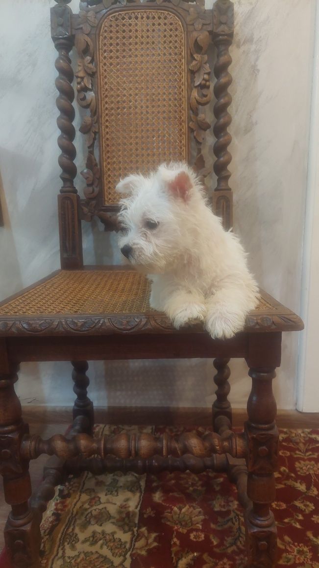 West Highland White Terrier  suczka  gotowa do odbioru