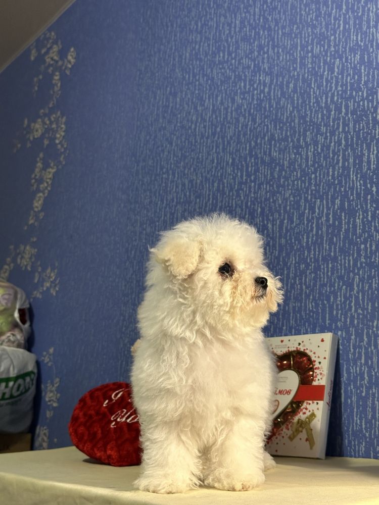 Бішон Фрізе Bichon Frise