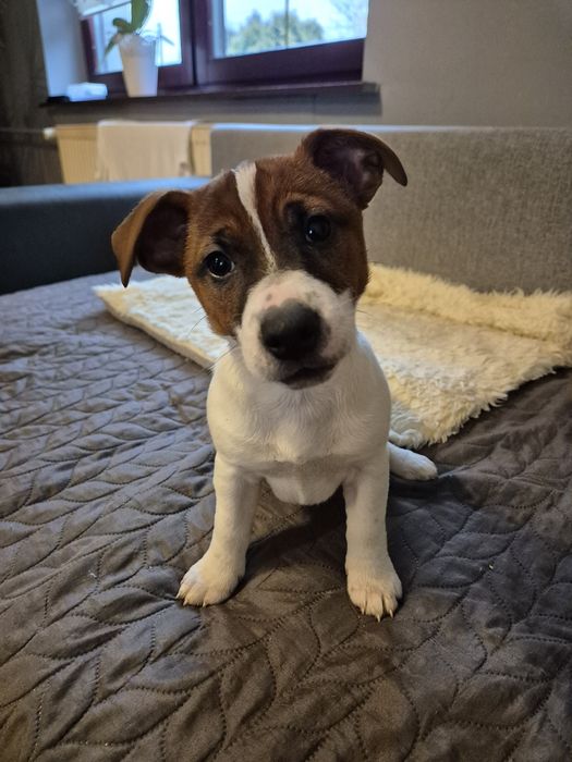 Jack Russell Terrier suczka REZERWACJA!!!