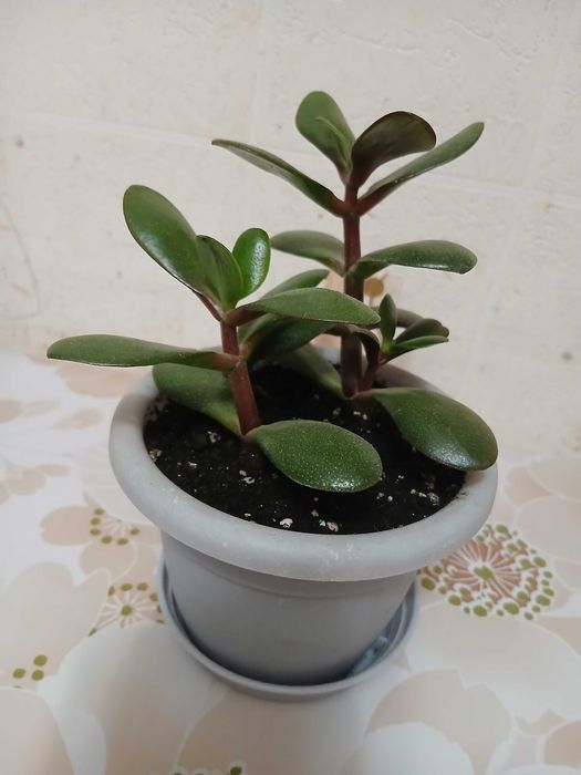 Толстянка (грошове дерево)