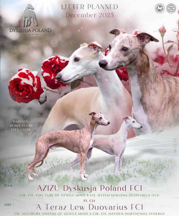 Whippet szczenięta FCI
