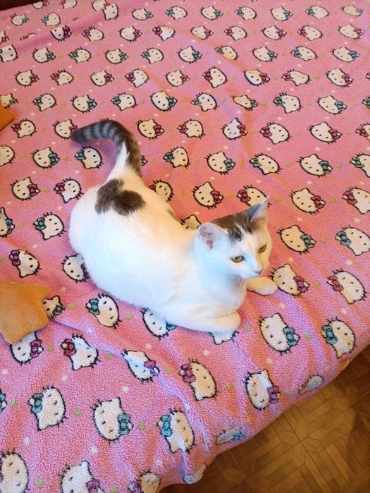 Стерилизованная кошечка ,, Снежинка,, ищет Человека с добрым сердцем