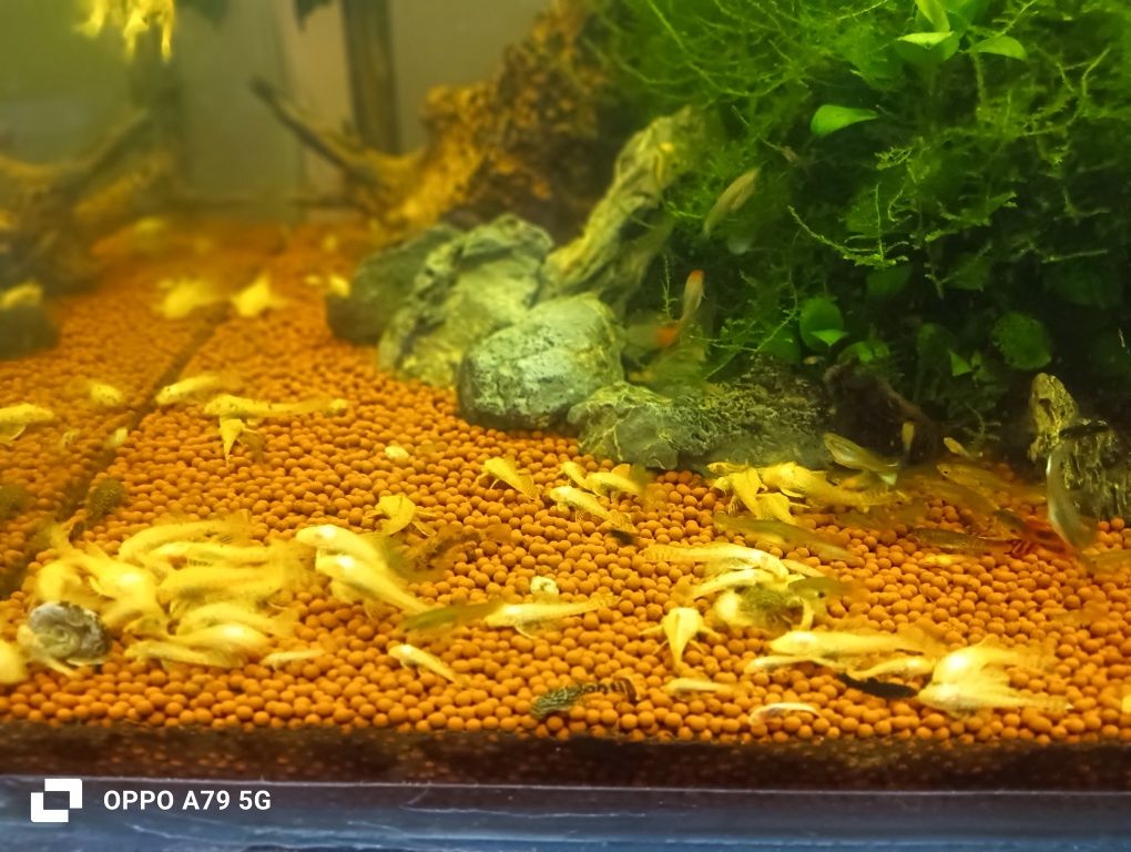 Ancistrus albinos
