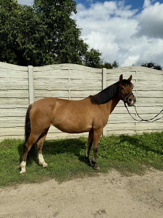 Kuc walijski klacz 6 lat do