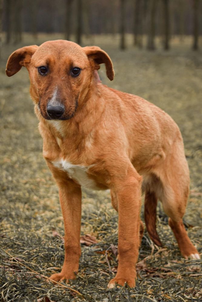 Młoda suczka w typie bulteriera do świadomej adopcji