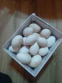 Яйця гусей інкубаційні