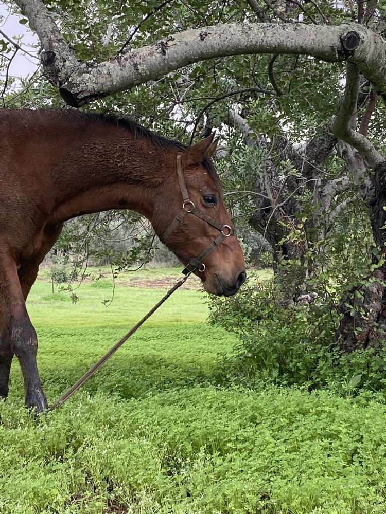 Cavalo castrado, 6 anos, livro verde