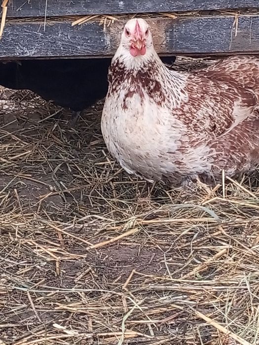 Інкубаційне яйце мішаних курей