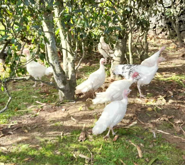 Perus novos várias cores