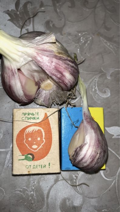 Чеснок - Любаша,Харьковсковский фиолетовый,Софиевский, от 60 грн./кг