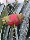 Pitaya autopolinizadora / autofertil