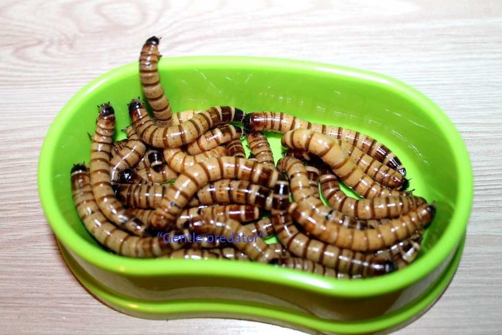 Зофобус. Зофобас. Личинки чорнотілки.