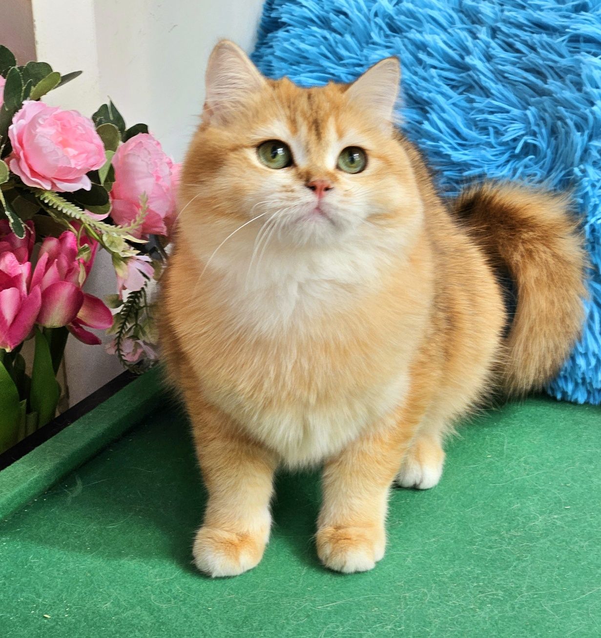 Золотая британская шиншилла кот котята котик хлопчик