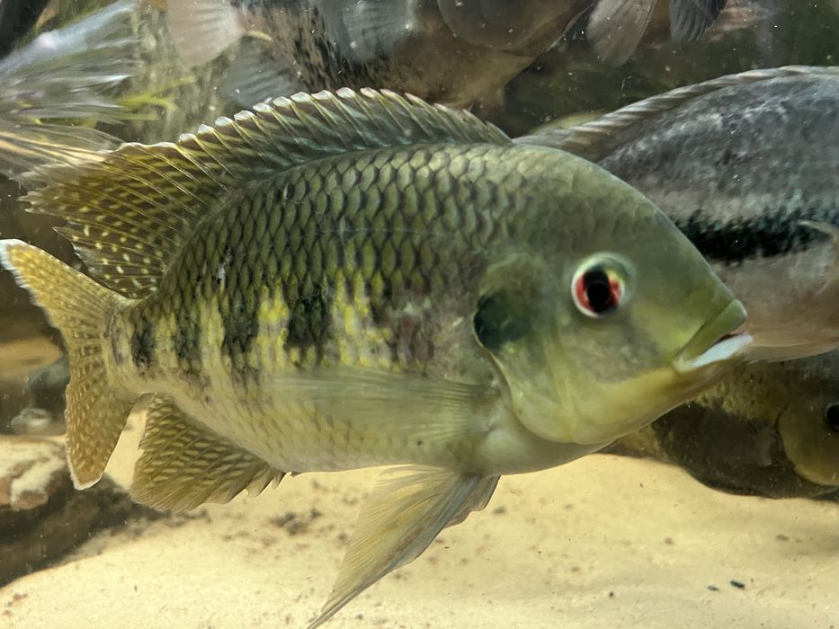 Tilapia marii tilapia