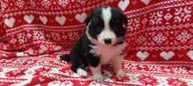Border Collie  szczeniak suczka czarno-biała :-) piękna:-)