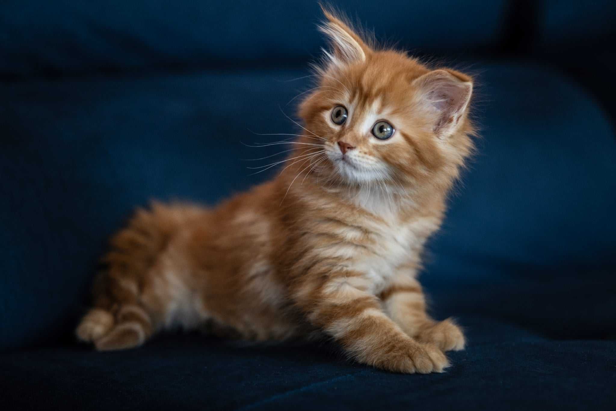 Koty Maine Coon sprzedam