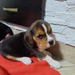 Beagle szczeniak z rodowodem