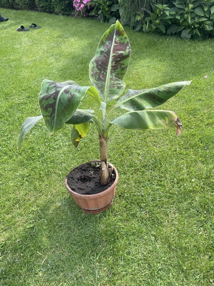 Bananowiec musa acuminata dwarf cavendish 60cm