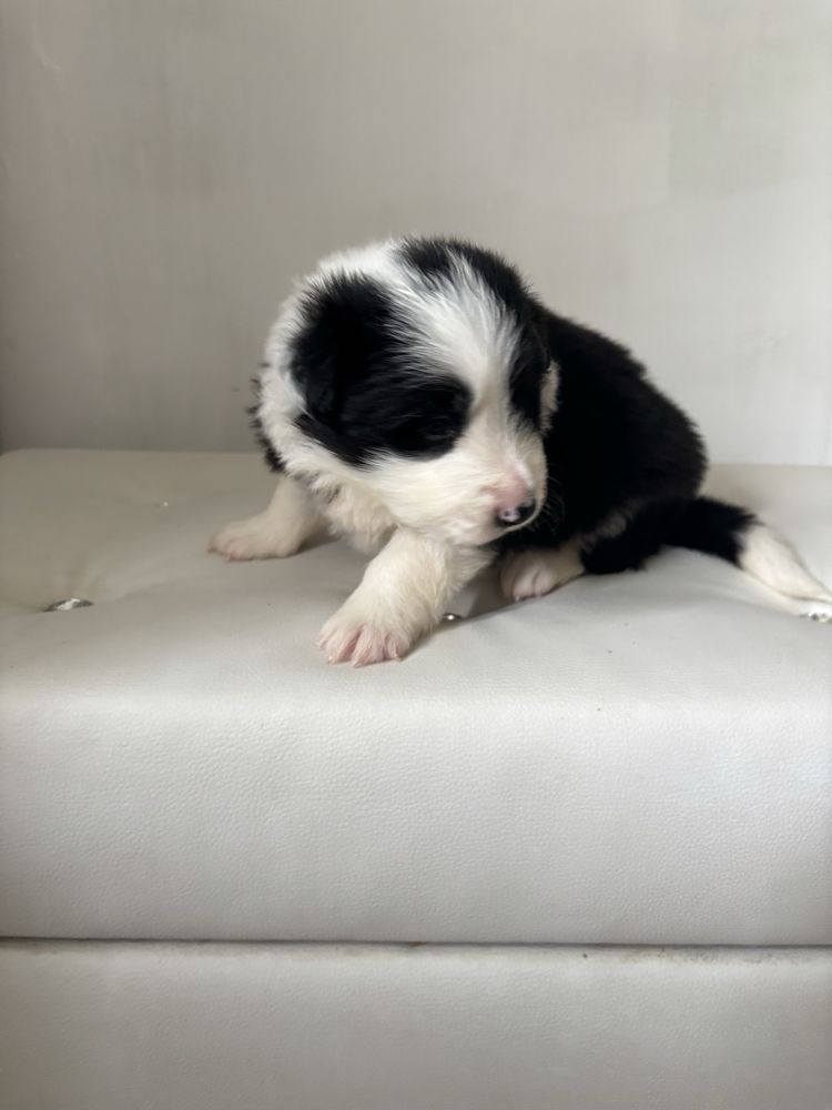 Border collie chłopiec  z rodowodem